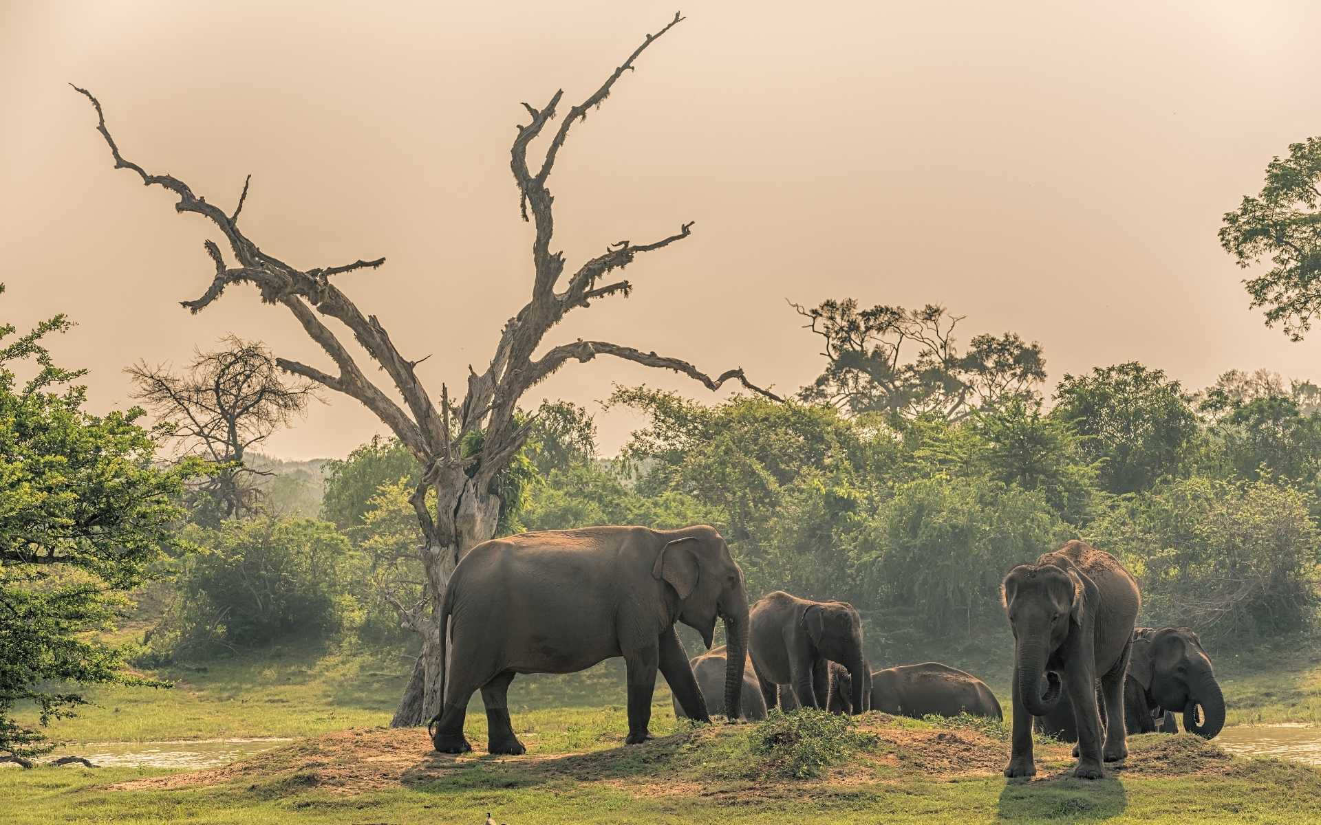 Sri Lanka Wildlife Safari Planning Guide