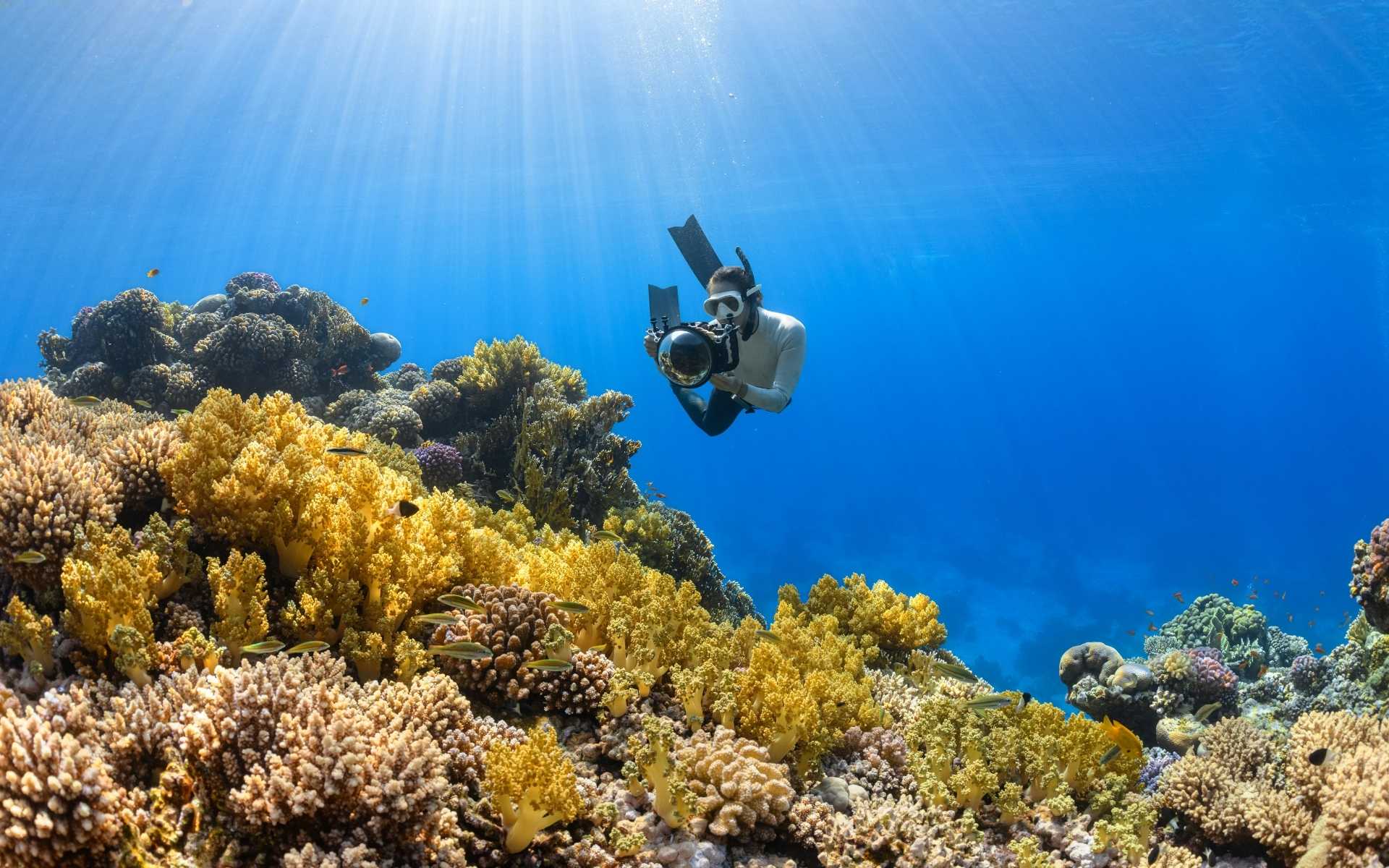 Snorkelling and Diving
