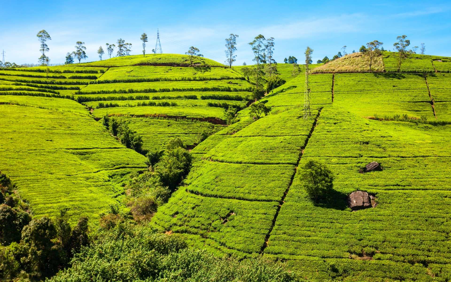 Nuwara Eliya