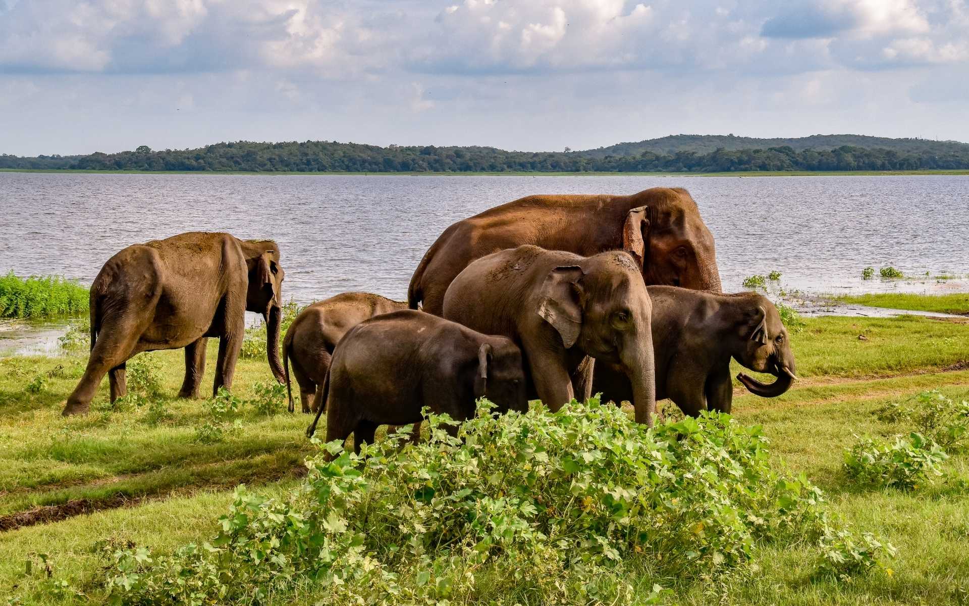 11-Day Classic Sri Lanka Journey
