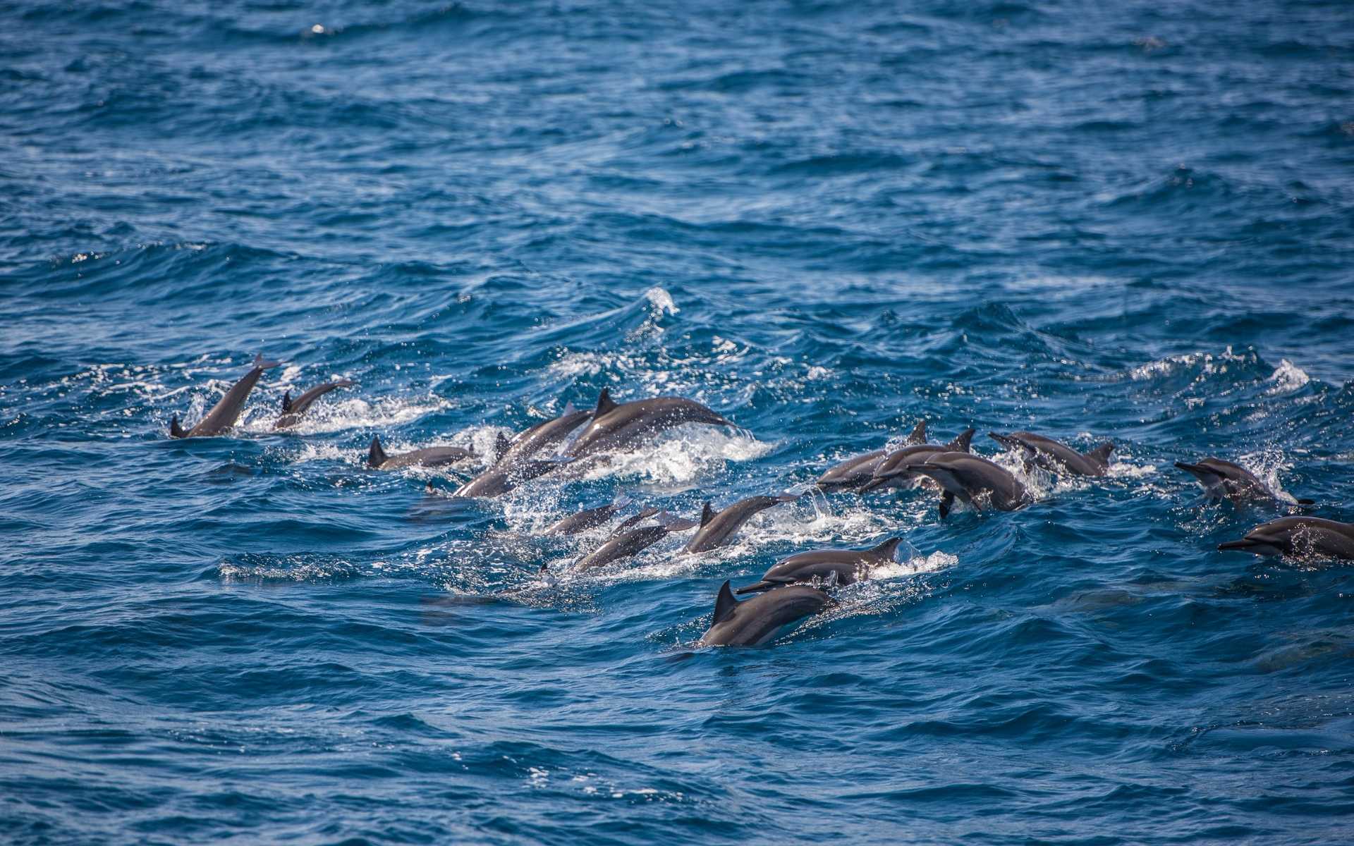Whale and Dolphin Watching