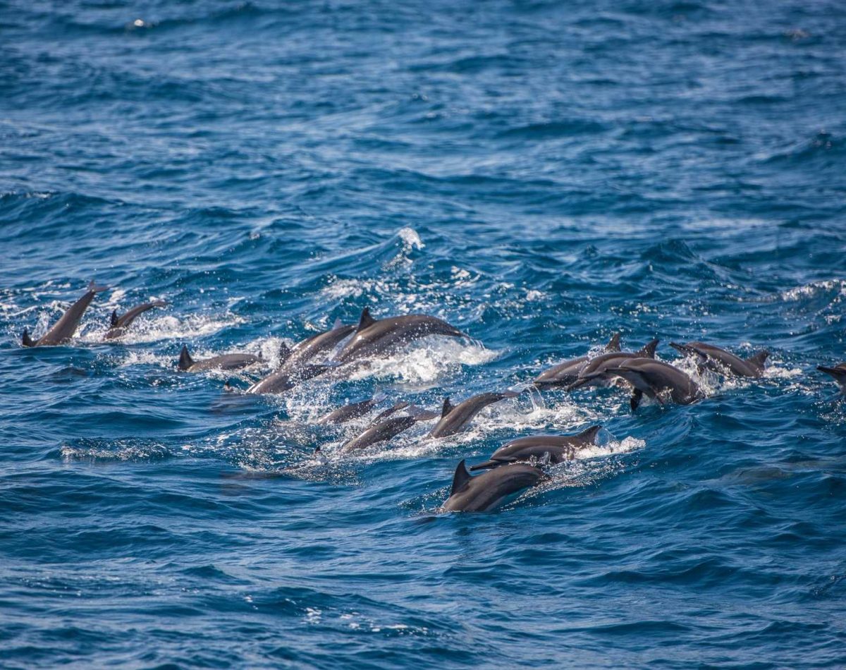 Whale Watching in Trincomalee or Mirissa